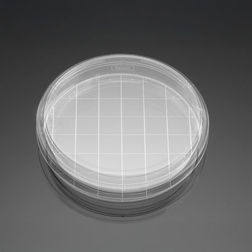 FalconⓇ Gridded 150×25mm Cell Culture Dishes / 150×25mm 세포 배양 접시 (격자포함)