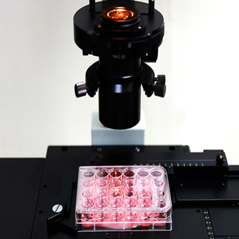 Cell Culture Plate