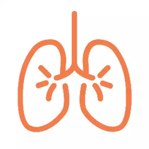 TissueSpec® Lung ECM Scaffold