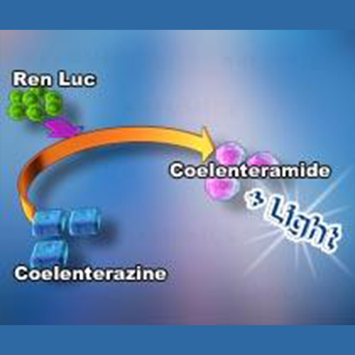 17-1101, Leeporter™ Luciferase Assay Reagent- 1000 Test