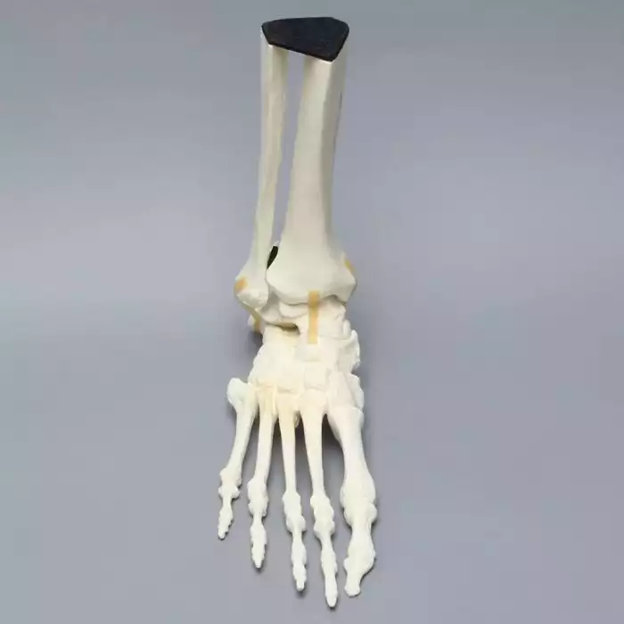 Foot and Ankle, Solid Foam, Right