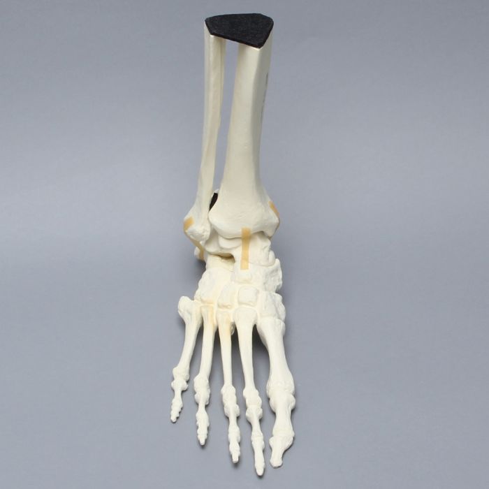 Foot and Ankle, Solid Foam, Right