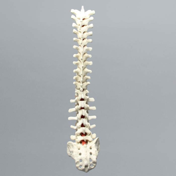 Spine, T1-Sacrum, Solid Foam