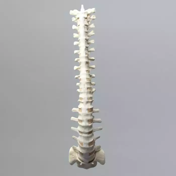 Spine, T1-Sacrum, Solid Foam