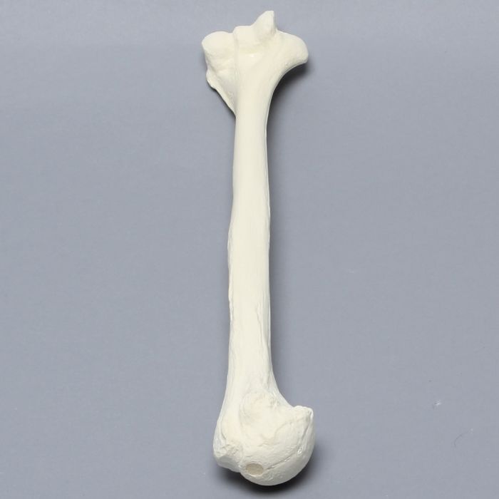 Humerus, Foam Cortical, Left