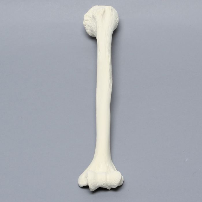 Humerus, Foam Cortical, Left