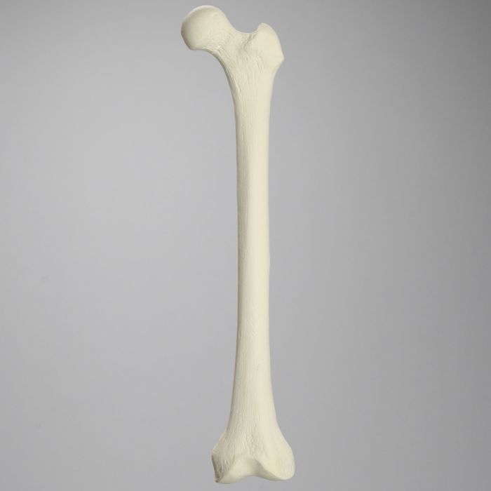 Femur, Foam Cortical, Left, Medium