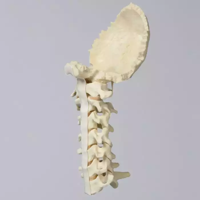 Spine, Cervical with Occipital, Ligaments, and Tan Discs, Solid Foam