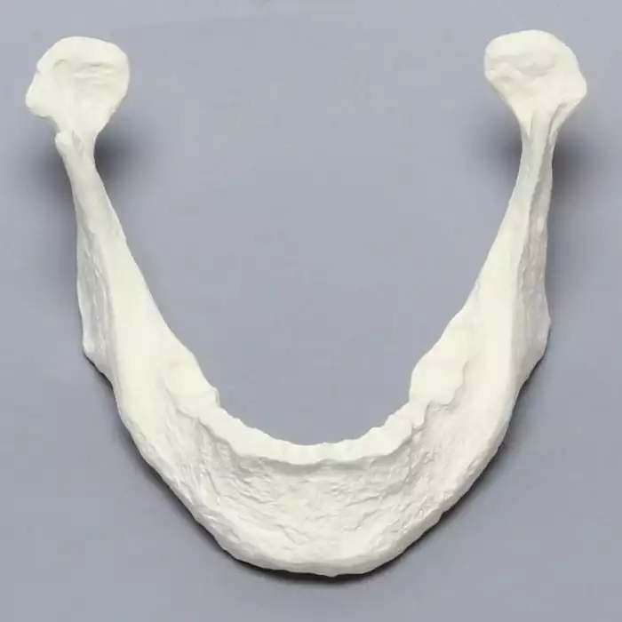 Mandible with Teeth Indentations