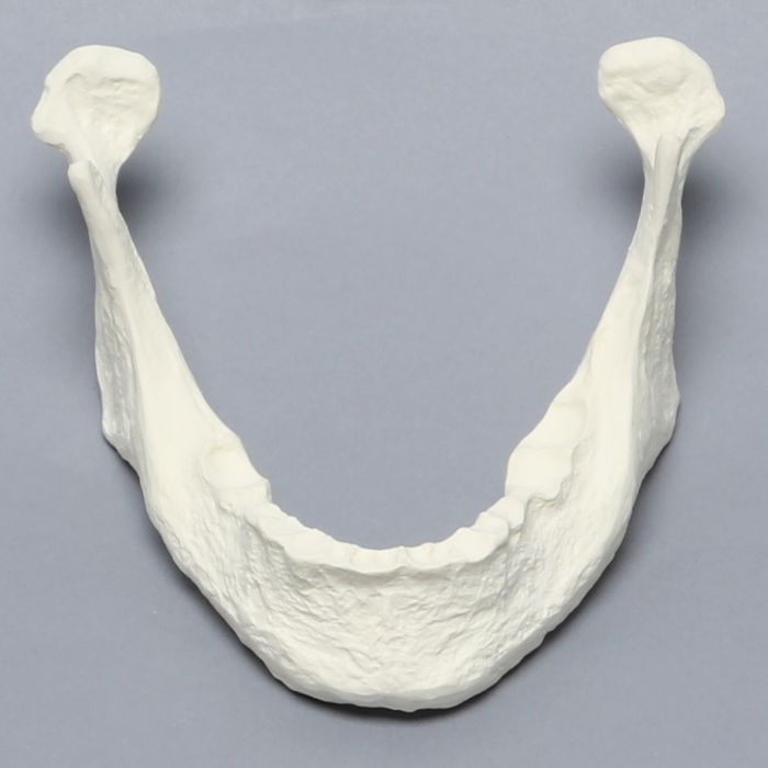 Mandible with Teeth Indentations