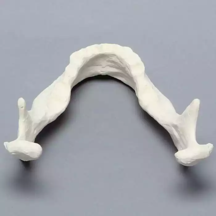 Mandible with Teeth Indentations