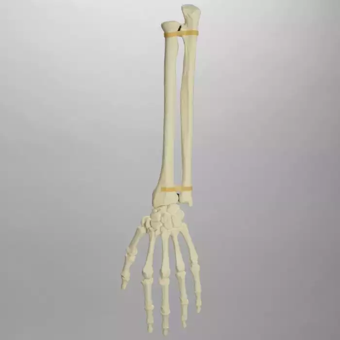 Hand and Wrist, Articulated, Solid Foam, Left