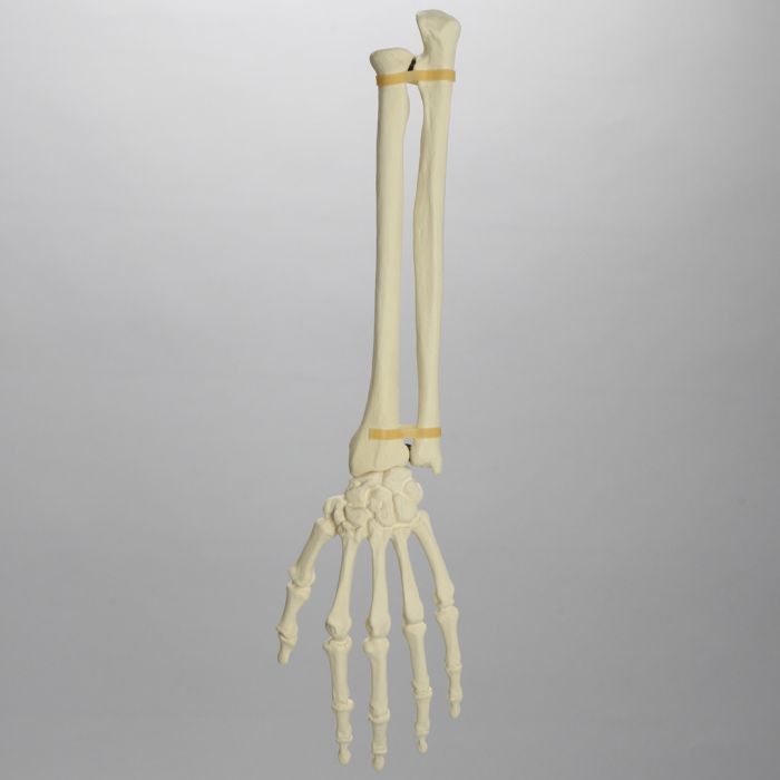 Hand and Wrist, Articulated, Solid Foam, Left