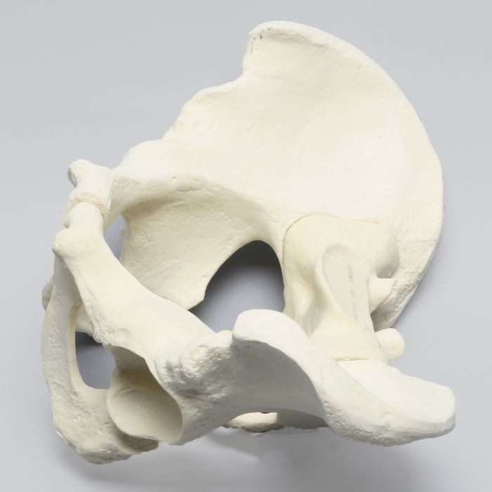 Pelvis, Full Male, Solid Foam