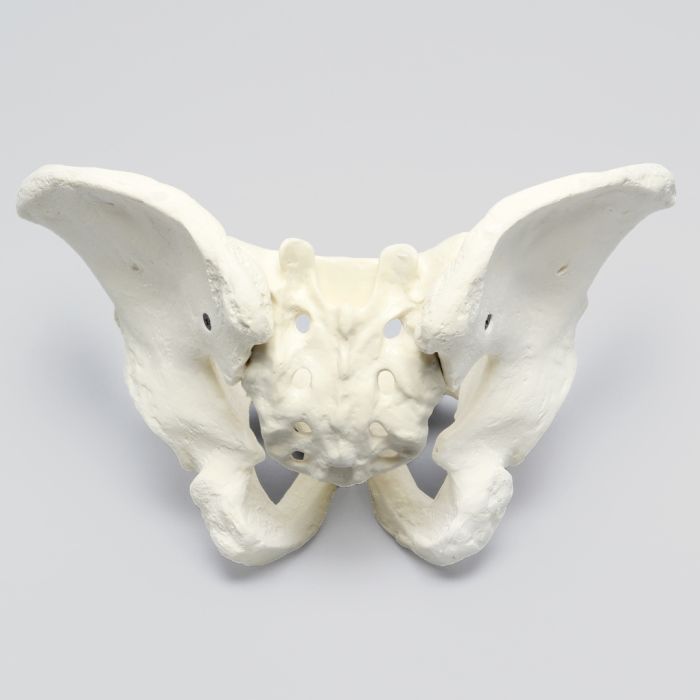 Pelvis, Full Male, Solid Foam