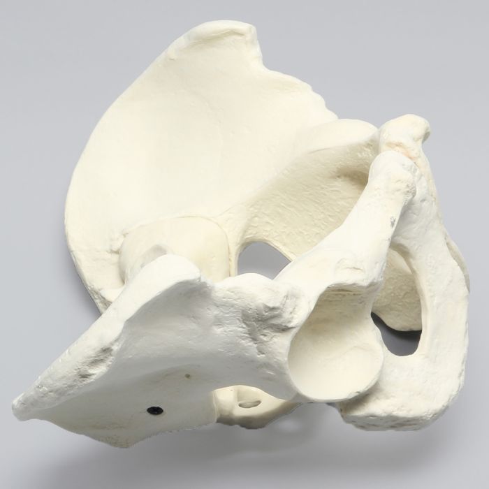 Pelvis, Full Male, Solid Foam