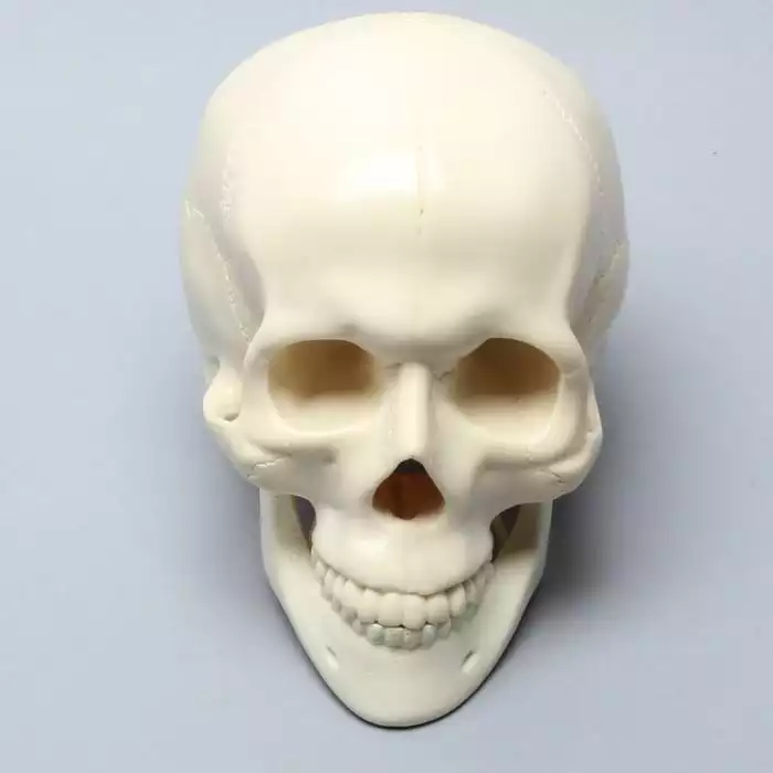 Skull, Full, With Vise Attachment