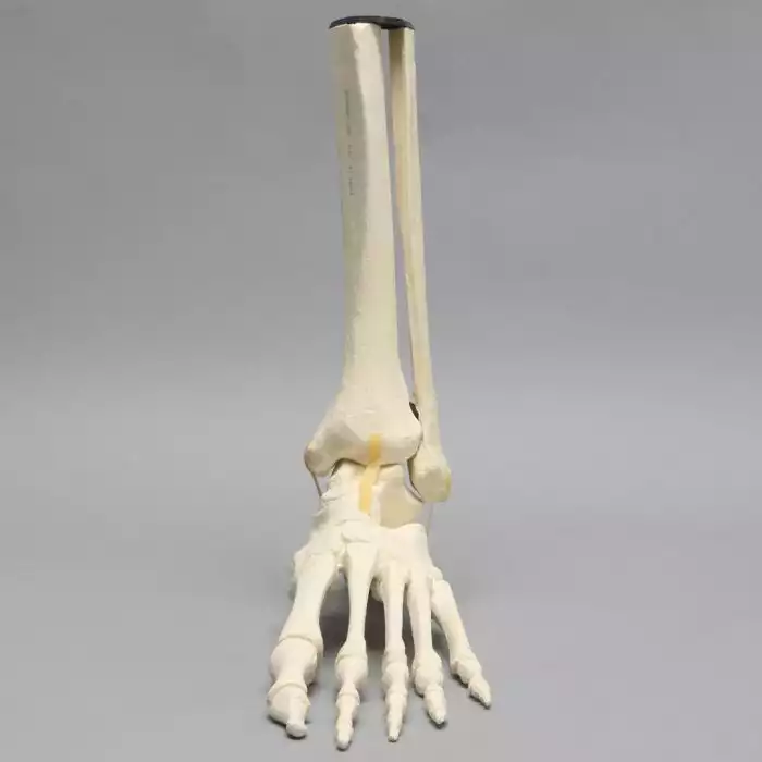 Foot and Ankle with Distal Tibia & Fibula, Solid Foam, Left