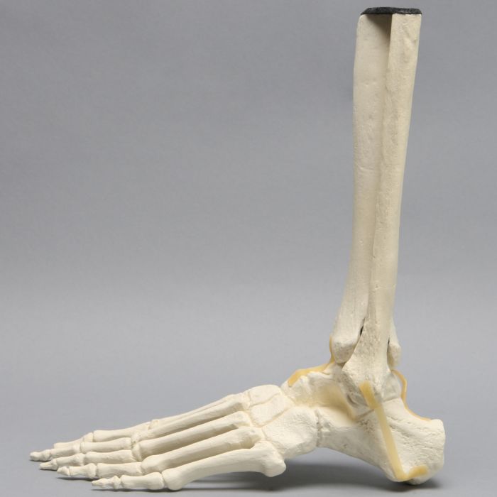 Foot and Ankle with Distal Tibia & Fibula, Solid Foam, Left