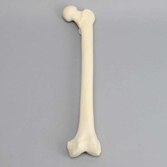 Femur, 16 mm Canal, Foam Cortical, Left