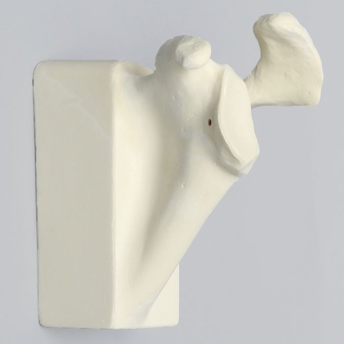 Scapula with Hollow Vise Attachment, Foam Cortical, Left