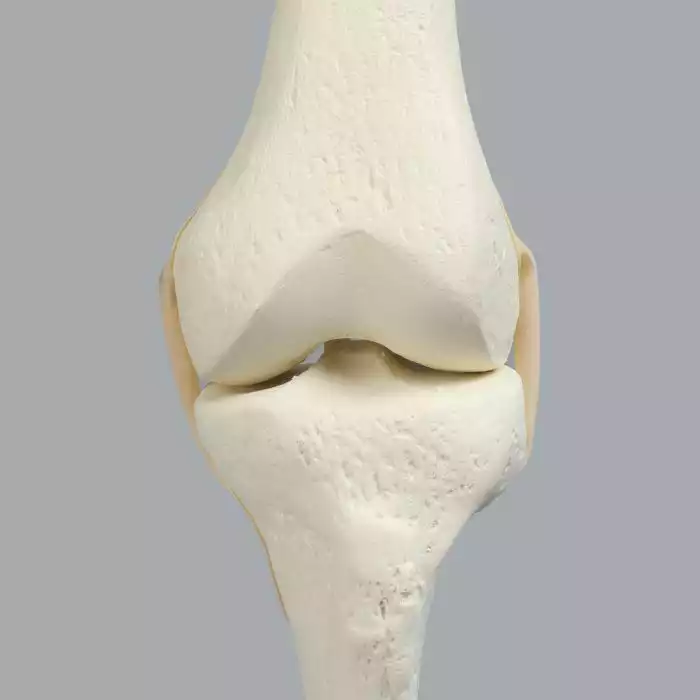 Knee with Three Stretch Tube Ligaments and Narrow Intercondylar Notch, Full Length, Left