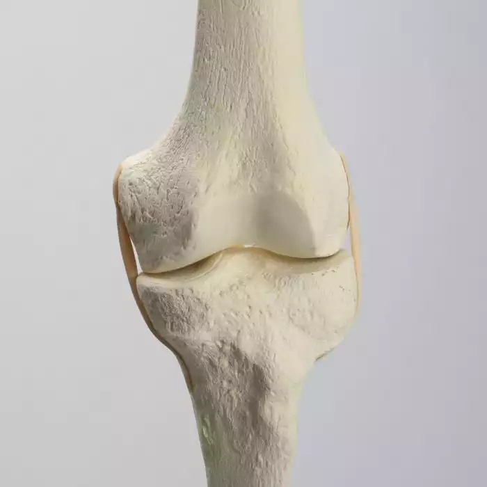 Knee with Stretch Tube Ligaments, Full Length, Left
