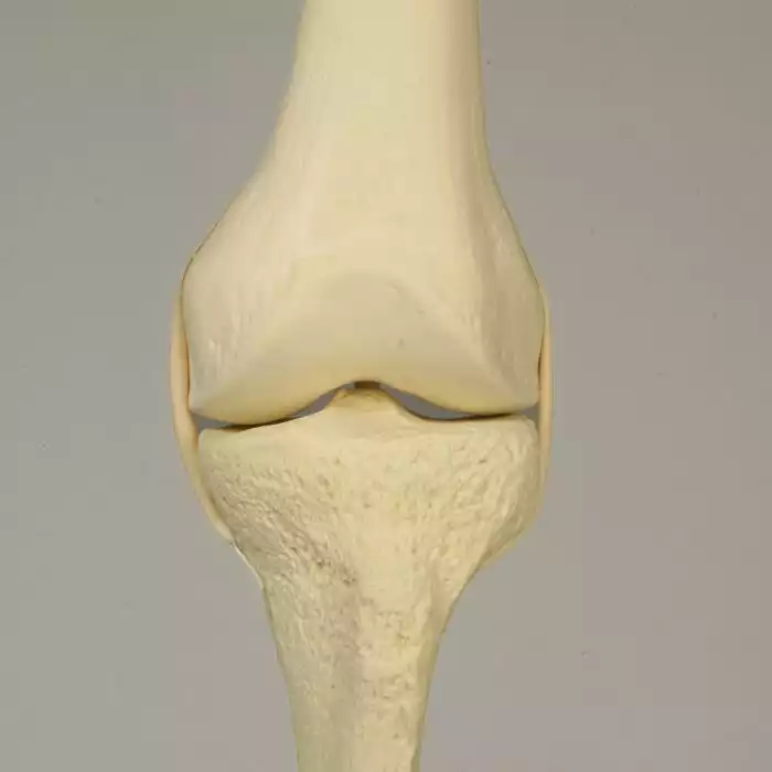 Knee with Stretch Tube Ligaments, Full Length, Medium