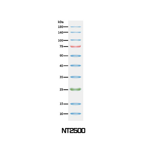 NTO™, 3-color Regular Range Protein Marker  / NT2500(9-180 kDa) , NT2600(9-245 kDa), NT2700(3.5-245 kDa)