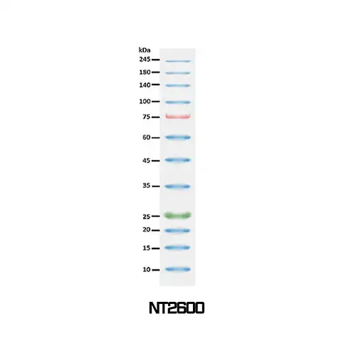 NTO™, 3-color Regular Range Protein Marker  / NT2500(9-180 kDa) , NT2600(9-245 kDa), NT2700(3.5-245 kDa)