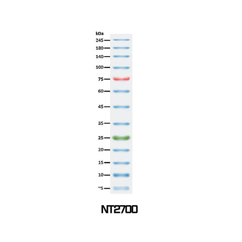 NTO™, 3-color Regular Range Protein Marker  / NT2500(9-180 kDa) , NT2600(9-245 kDa), NT2700(3.5-245 kDa)