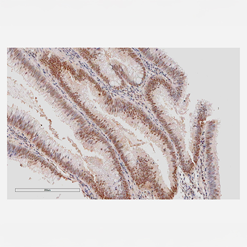 Monoclonal APE1/Ref-1 Antibody (Clone 14E1)