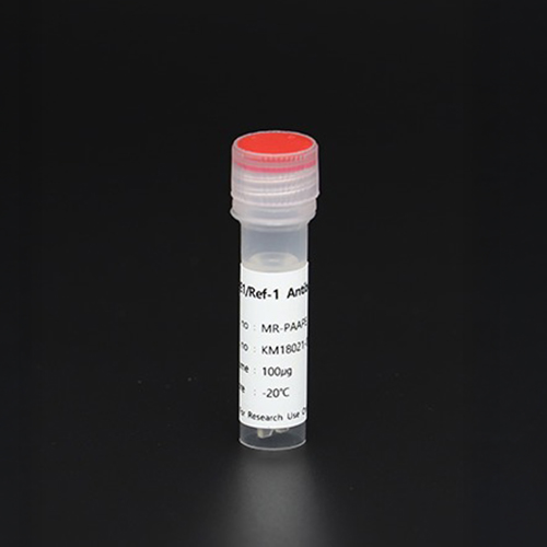 Polyclonal APE1/Ref-1 Antibody